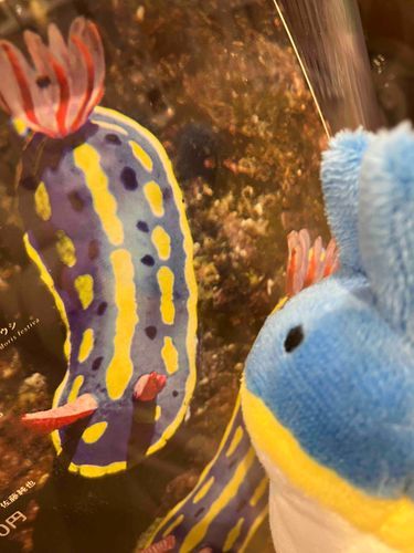 ウミウシくん「ぼくだ！」
#ウミウシ #海の生き物 #ガチャガチャ 