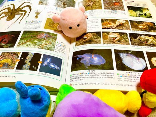ぷくの……ぷくの仲間のメンダコ探しているぷくが……たこさんしかいないぷく……もうすこしさがすぷくな！