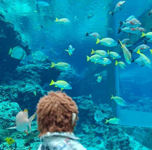 おさかなさん🐟