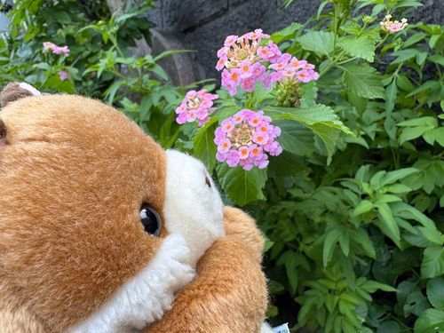 かわいいおはなー✨