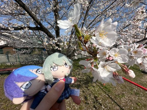 桜が満開だったよ
ピクニックしたんだ〜🧺楽しかった
（寧々）
あったかくなってきたから脱お家したい
たくさん写真撮りたいと思います！
(fuu)