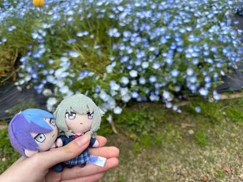 GWにネモフィラ見にいってきたよ〜！
すっごく綺麗だった😍
（寧々）