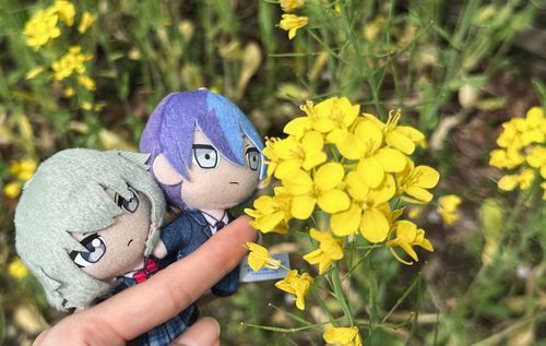 菜の花も咲いてたな
暖かかったぞ
（冬弥）