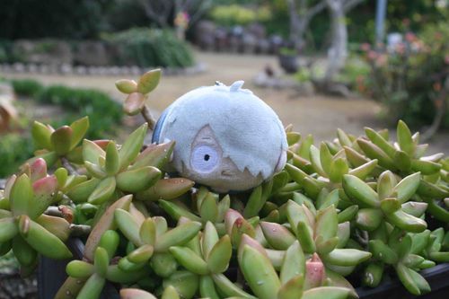 植物と