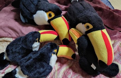 オオハシファミリー
奥左がヨメまる
右がデカまる(パパ)
手前２がお兄ちゃんたちで
右が末っ子まる