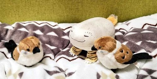 朝早くからゴミ出しと大掃除
がんばったとらよ....

エライちゅん！
イギョだちゅん！