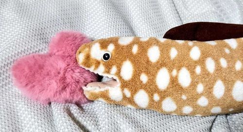 かまるくん、(ウツボの)内海ｻﾝと
愛称よさそう...... 🤭💓ｶﾜｲｲ...