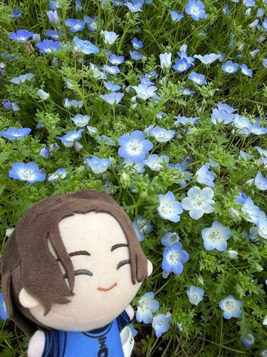 渉、ネモフィラだよ。