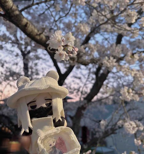 夕方の桜も、きれいだな