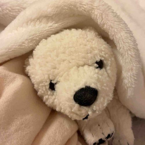 今日、おせわさん体調よくなかったみたい
おふとんでいっしょにあったまろうね
ゆずぴの目もとろんとしてるね