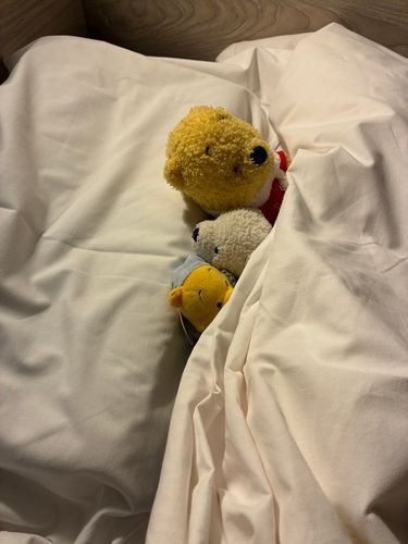 ロフトベッドでねたら、ちょこちゃんたちが転がりそうなので、もちろん下の段のダブルベッドでひろびろと一緒に寝ました♪