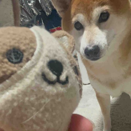 あたらしいともだち