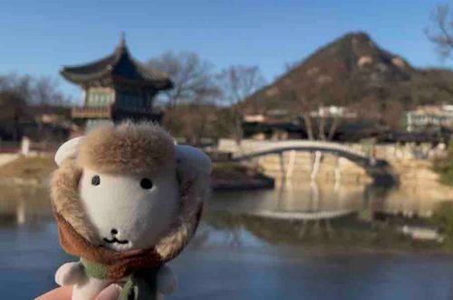 こにちは、韓国からきました🐶新人です