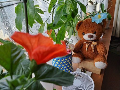 🌺おはなさいたよ！
くまはきょう　ここからいっぽも　うごけません　みるので