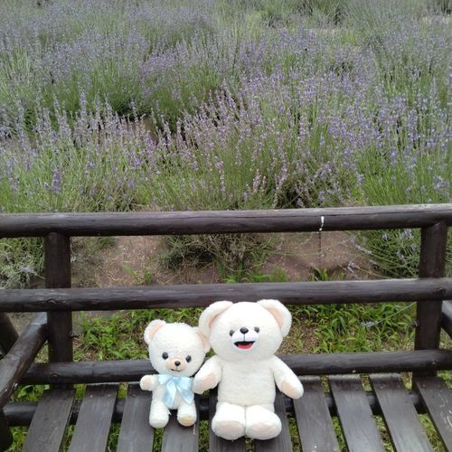 香山ラベンダーの丘へ行ってきたよ🐻‍❄️🪻まだ見頃ってほどではなかったけどかんかん照りじゃなくて良かった🐻‍❄️