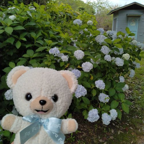 紫陽花とパシャリ🐻‍❄️🎀