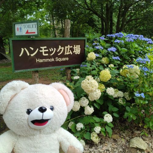 紫陽花＆ファーファ🐻‍❄️❣️✨
