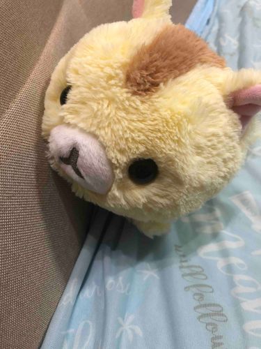 あつくてこのけがわぬぎたくなるにゃ