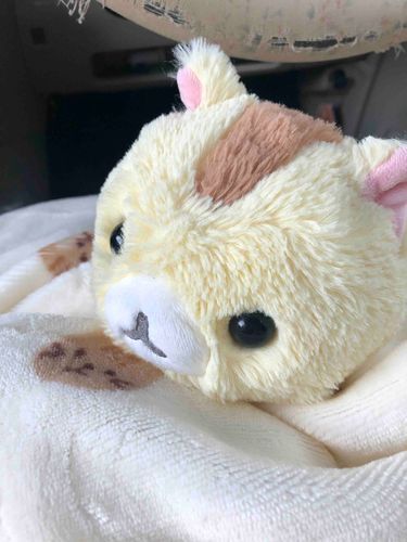 さいきん、ごしゅじんは「おしごと」っていってかまってくれないのにゃ