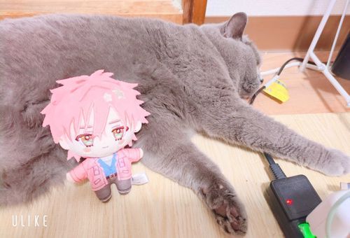 ねこと一緒