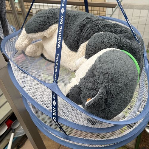 ちゃっぴーに かいてもらった え けされちゃった
ふわもこえすえぬえす かしこいぬちゃん なんだね
かわりに おそとで ひなたぼっこ がんばった きのうのわん のせるね