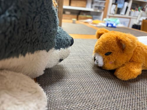 わんの おうちに いなりんが きたよ
しんいりの ごあいさつの しゃしん
わん おねえちゃ だからね