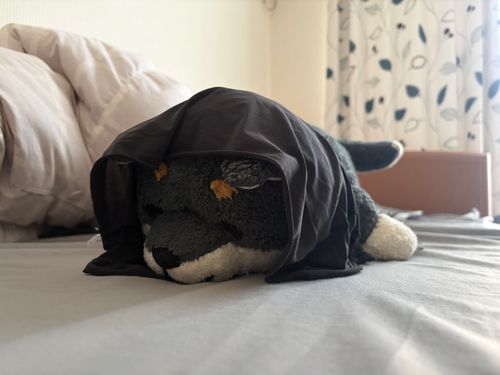 あさの わん
なつふく ぺろんって なっちゃうの
くらいから もうちょっと ねちゃお