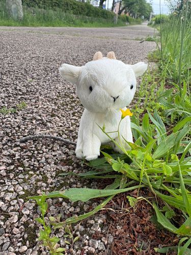 🌼