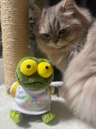 けろちゃん は ホークアイ の もちぬし だから ね、うしろの ねこちゃん きづいてる よ👀
