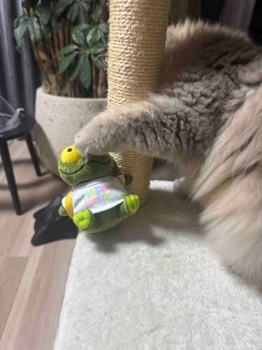 ｷﾞｬｧ