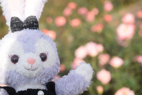 ヨネちゃんと一緒に神代植物公園にバラを撮りに行った！
バラが思ったより咲いてなくてヨネちゃんショボショボ。
ここが1番満開だったね。