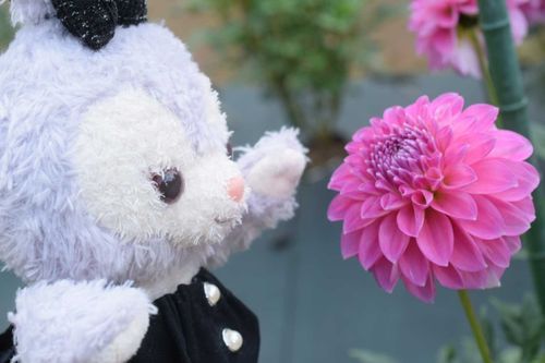 バラはたくさん咲いてなかったけど、ダリアはきれいに咲いてたね。
かわいいピンク色が嬉しくてばんざいしてるね。