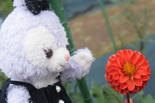 よねちゃんお花にあいさつ。