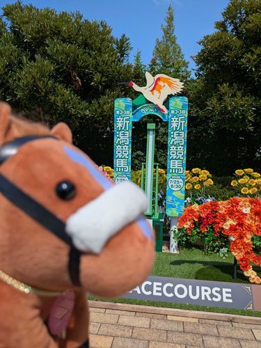 新潟競馬場でゴール❗️
テンハピちゃんは新潟のリステッド、朱鷺ステークスで勝っているのです😃