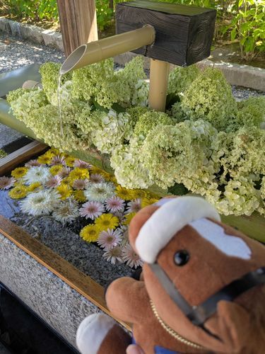 新潟の白山神社の花手水はお花でいっぱいですよ‼️