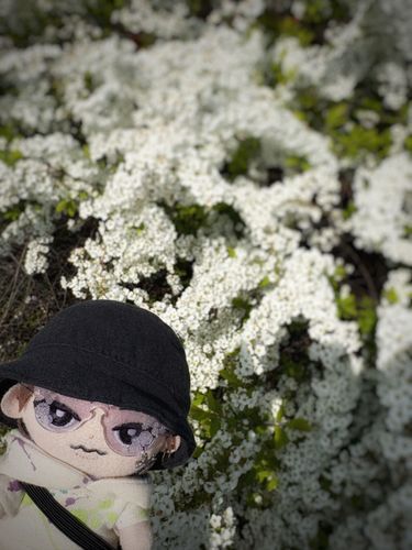ゆきやなぎ