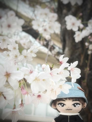 桜、終わっちゃったねぇ🌸