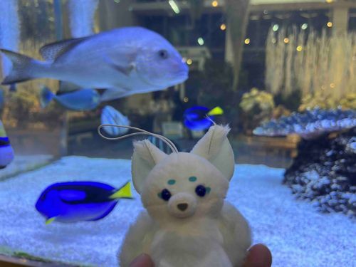 🐟