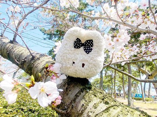 おはなみした🌸