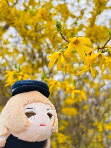 れんぎょうですね
きいろくて かわいいです