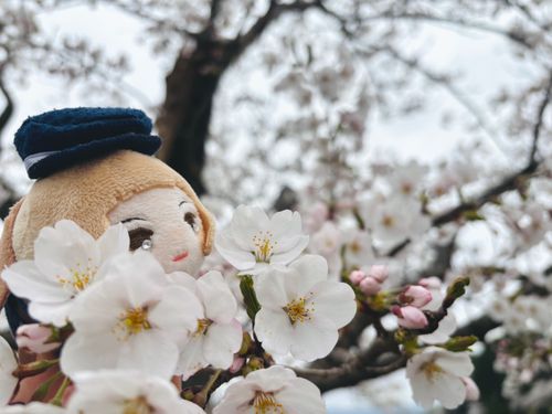 さくら ちってきてしまいましたね