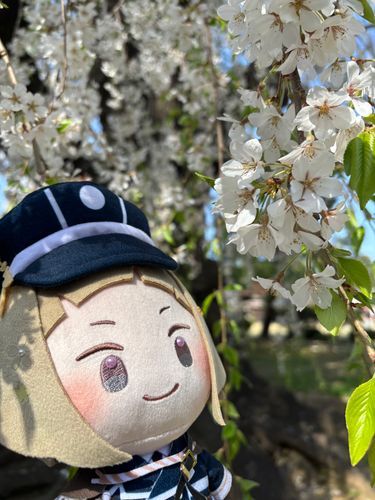 はざくらも きれいですね