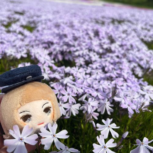 しばざくらですね
すごいきぼで さいていました