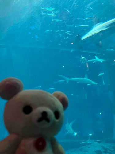 水族館に行きました（時差）