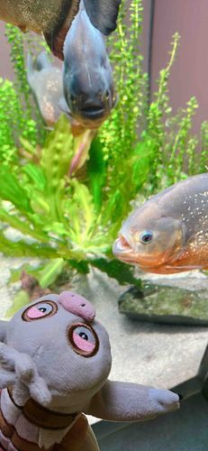 ピ、ピラニアさんこんにちわけろー
けろーは食べても美味しくないけろ