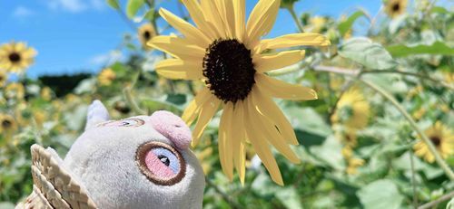 ひまわりさん咲いてたけろ🌻