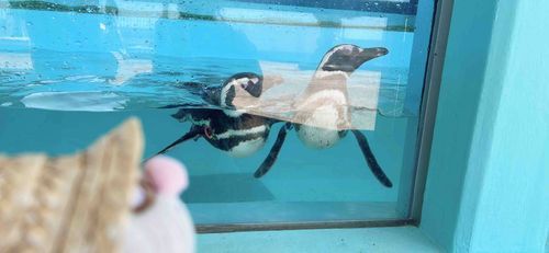 ペンギンさんこんにちはけろ
プール涼しそうで羨ましいけろー

ねぇ飼い主、帽子であんまり前見えないけろ