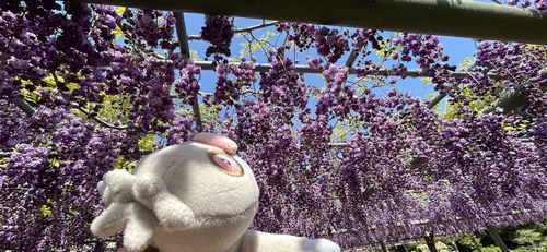 飼い主がお出かけの写真全然ポストしてなかったけろ
これはちょっと前に藤を見に行ってきたときの写真けろ
風に靡く藤がとっても綺麗で心地よかったけろ