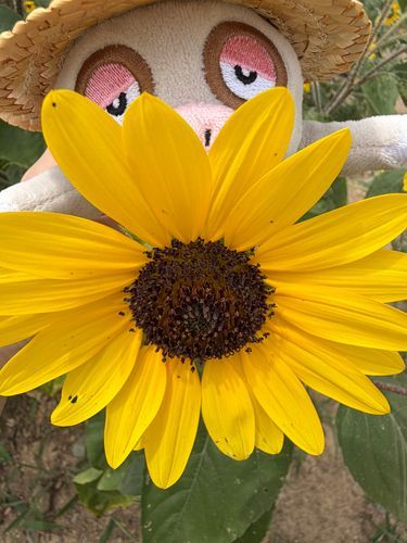 ひまわりを見にきたけろー🌻
しょんぼりしてるひまわりも多かったけど、まだまだ元気なひまわりさんと写真撮ってきたけろ！