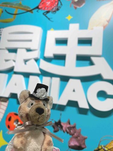 昆虫マニアック展に行ってきた！
ハイエナの仲間のアードウルフも昆虫（シロアリ）を食べるよ！